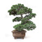 pinus pentaphylla nasu musume  ref:21020252