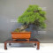 pinus thunbergii 12100241