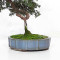 juniperus rigida ref: 210202514