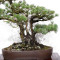 Pinus pentaphylla ref: 21020258
