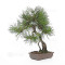 pinus densiflora ref : 210202511