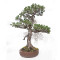 Pinus pentaphylla ref: 21020254