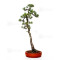 Pinus pentaphylla ref 21020255