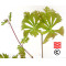Graines d'Acer japonicum maiku jaku