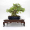 acer buergerianum ref: 18080233