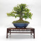 Acer buergerianum ref:25090251