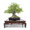 acer buergerianum ref: 25090252