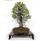 pinus pentaphylla ref: 25090254