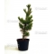 pinus pentaphylla "ryu ju"