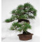 Pinus thunbergii ref: 28070262