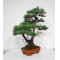 PINUS PENTAPHYLLA ref: 28070261