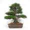 Pinus thunbergii ref: 16070261