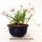 Set of 4 rhodohypoxis 2 apple blossom + 2 millioid