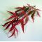 acer palmatum geisha gone's wild
