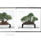 kokufu-ten bonsai exhibition catalogue 86 (2012)