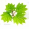 Acer Shirasawanum seeds Ezo no momji