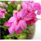 rhodohypoxis 'lily jean' double flower
