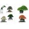 The modern bonsai