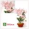 rhododendron shuka