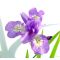 iris gracilipes purple dwarf variety