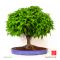 Zelkova serrata bonsai ref: 260501018
