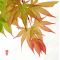 EPUISEGraines d'Acer Matsumurae Masu kagami