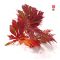 Graines d'acer japonicum aconitifolium