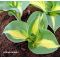 Hosta Dream weaver