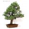 pinus pentaphylla bonsai ref 07120113