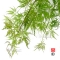 acer matsumurae seeds green globe