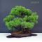 Five-needle Japanese pine bonsai ref: 23120131