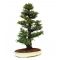 cryptomeria japonica bonsai ref: 14020147