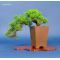 Juniperus chinensis itoigawa ref: 090701417