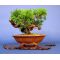 VENDU juniperus chinensis itoigawa ref23070143