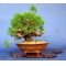 VENDU juniperus chinensis itoigawa ref23070145