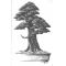France bonsai N°103