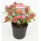 Skimmia japonica 'Magic Marlot®'