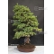 pinus pentaphylla zuisho bonsai ref: 14100143