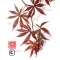 Acer palmatum 'trompenburg'