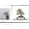 kokufu-ten bonsai exhibition catalogue 87 (2013)