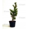 pinus pentaphylla variété "blue lou" pot 5 litres