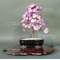 VENDU rhododendron l. mangetsu ref :220501530