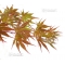 Graines d'Acer palmatum azuma murasaki