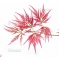 Graines d'Acer matsumurae ornatum
