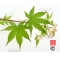 EPUISE Graines d'Acer palmatum versicolor