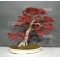 acer palmatum seigen bonsai ref: 08020164