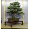 Pinus pentaphylla bonsai ref: 8100163