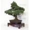 VENDU Pinus pentaphylla 30060172