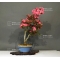 VENDU rhododendron chinzan ref : 23060175