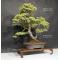 vendu Pinus pentaphylla du Japon ref :10070171